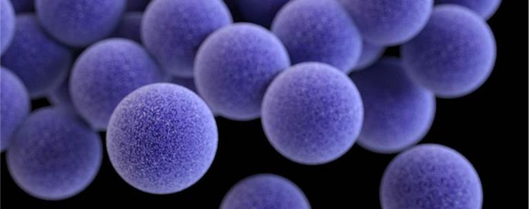 Staphylococcus Aureus Basics Staphylococcus Aureus