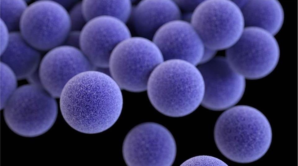 Staphylococcus Aureus Basics Staphylococcus Aureus