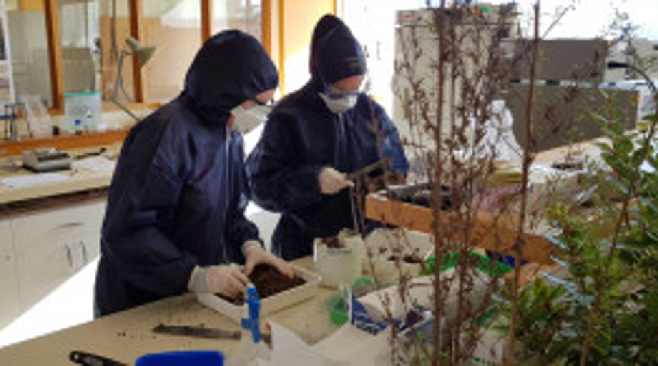 Native Plants Waterways2018