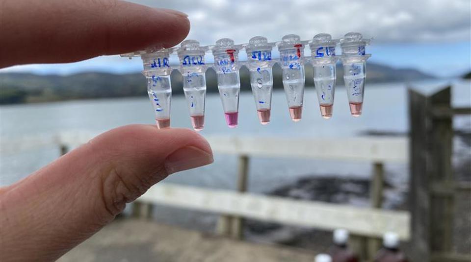 Vibrio Testing Phf Science