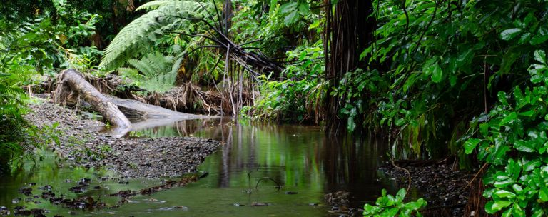 e coli genetic study waterway (pexels)