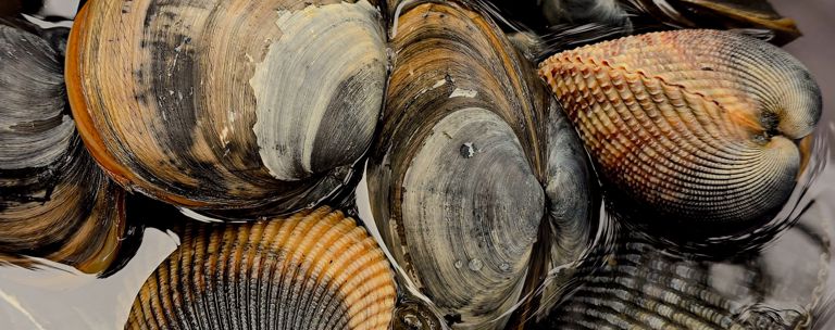 Phf Science Seafood Shellfish