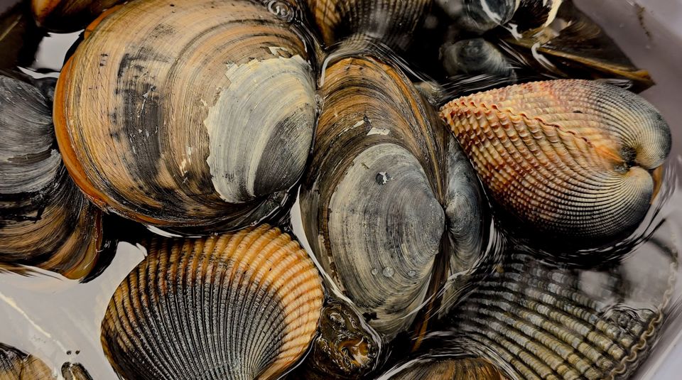 Phf Science Seafood Shellfish