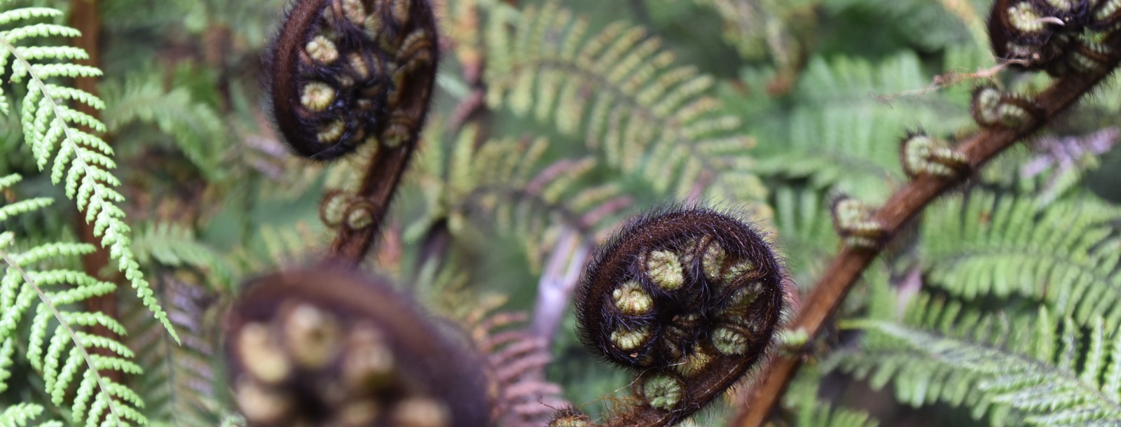 Frond