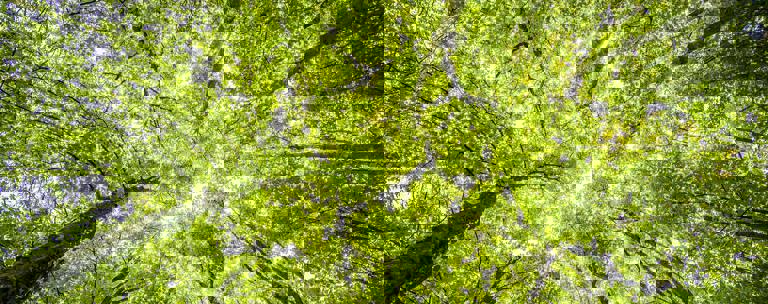 Trees Phf Science