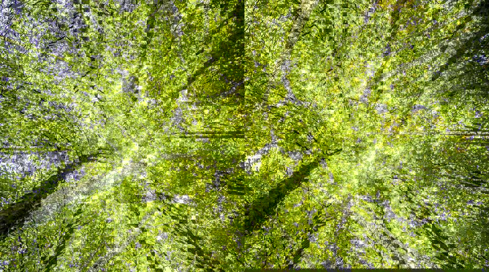 Trees Phf Science
